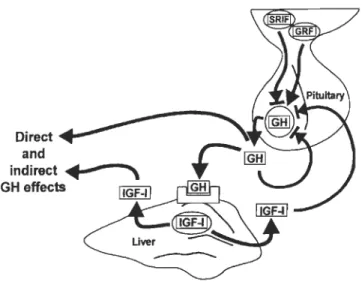 Fig.  1-2 :  Régulation et effets de la GH  à  l'intérieur de l'axe GH-IGF (Bjomsson 1997)