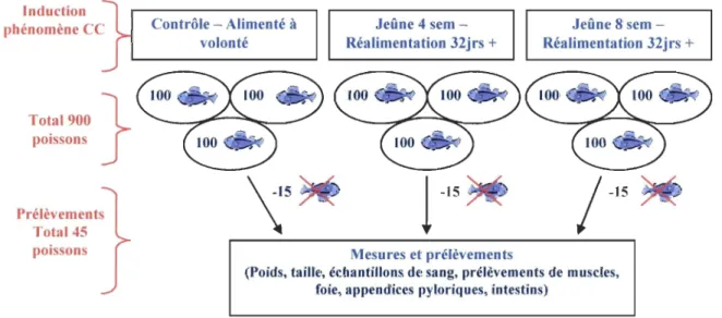 Fig. 2-1  : Plan expérimentale d'induction de CC chez  S.fontinalis. 