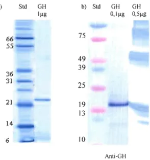 Fig. 3-1  : GH  saumon/truite a) bleu de Coomassie et b) Westem-blot avec l'anti-GH correspondant