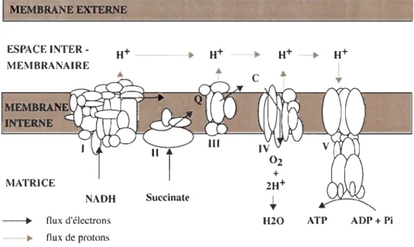 Figure 0.1  Chaîne  respiratoire mitochondriale  (complexes  1  à  IV)  et  A TP  synthase  (complexe  V)