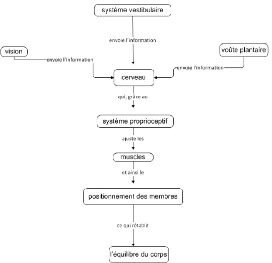 Figure 2.4: Récapitulatif du processus d'intégration des informations sensorielles 7