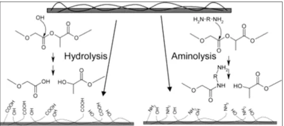 Figure 1.12 – Hydrolysis and aminolysis reactions to introduce hydrophilic  groups on the surface of PLGA (Croll, O'Connor, Stevens, &amp; Cooper-White, 