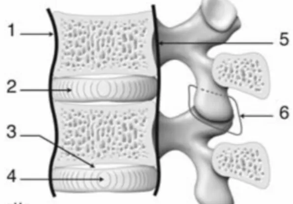 Figure 3 : Anatomie de la colonne vertébrale 1 ligament longitudinal antérieur 2 Anneau fibreux 3 plaques  cartilagineuses vertébrales 4 nucleus pulposus 5 ligament longitudinal antérieur 6 capsule des articulaires 