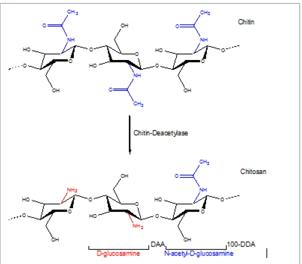 Figure 1.2 : Structure of chitosan obtained by partial alkaline deacetylation of  chitin