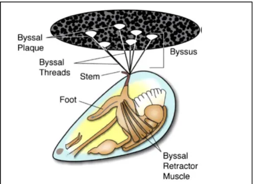 Figure 1.5  Mytilus edulis mussel and byssus structure   (G Silverman &amp; Roberto, 2007) 