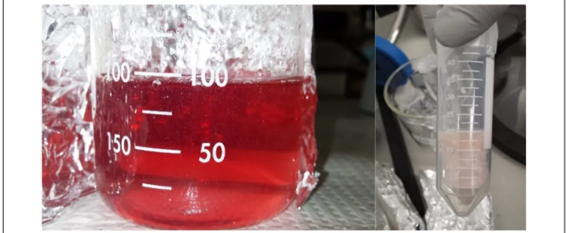 Figure 2.3  CH-Cat solution after dialysis (left) and after freeze-drying (right) 