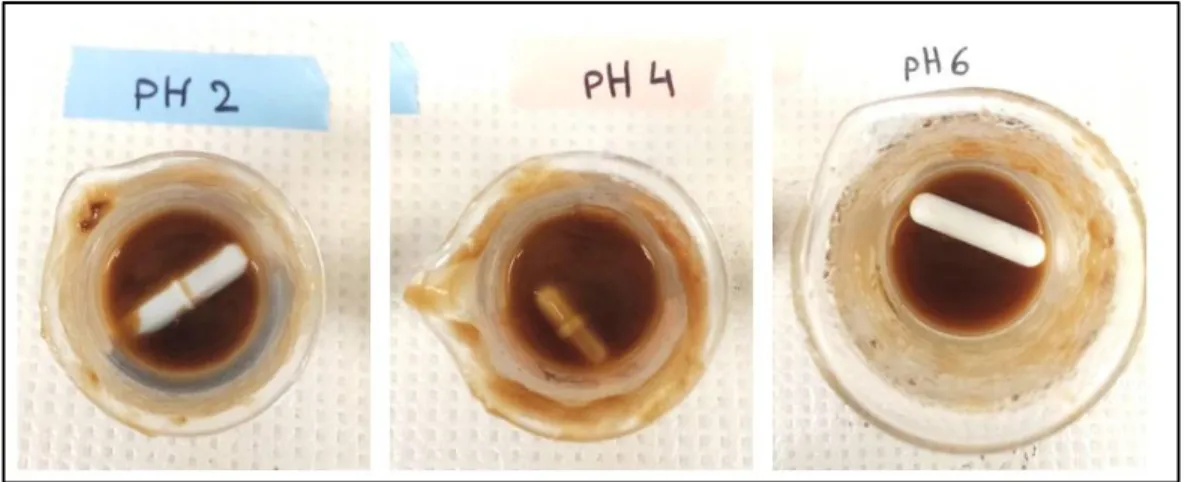 Figure 2.6  Dissolution tests of the CH-Cat in an acid medium with different pH 