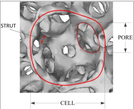 Figure 2.1 Definition of “pore,” “cell,” and “strut” 
