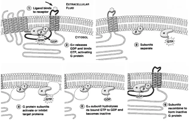 Figure 4 : Modèle de fonctionnement des récepteurs couplés aux protéines G.