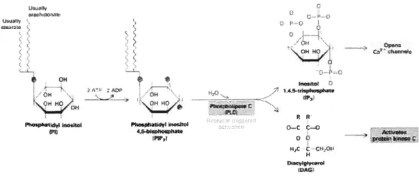 Figure 6: Méchanisme de l’hydrolyse du 1P3 par phospholipase C (PLC).