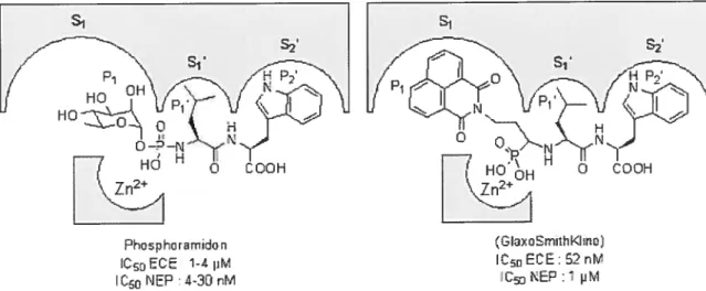Figure 13: Emplacements des substituants du phosphoramidou et du composé de GlaxoSmithKline dans l’ECE selon la nomenclature de Schechter et Berger46.