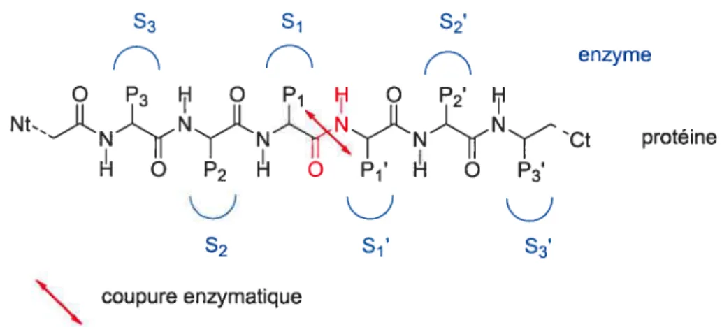 figure 1.2 Représentation des interactions protéases -substrats