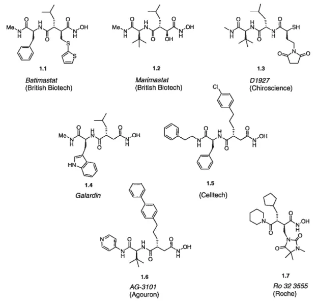 Figure 1.5 Inhibiteurs des MPM de type succinique