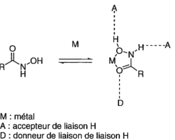 Figure 1.9 Mode de liaison des acides hydroxamiques avec un métal, importance des liaisons H