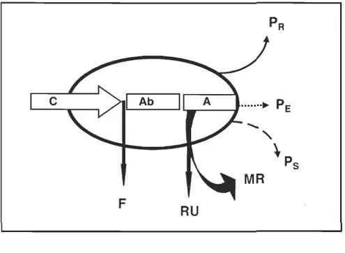 Figure 1.2  Schéma  du  métaboli sme  d' un  individu  au  cours  d ' un  cycle  annuel