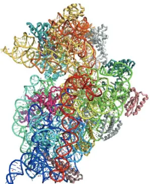 Figure 1.3 Structure cristalline de la sous-unité ribosomale 30 S obtenue par  Ramakrishnan et al