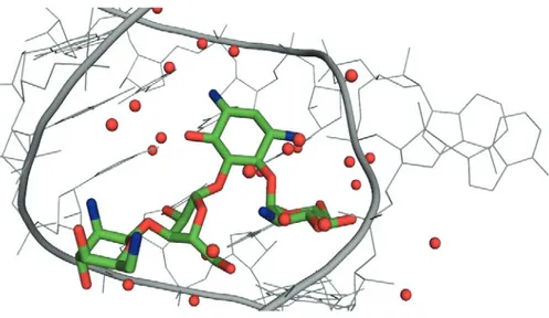 Figure 1.6 Structure cristallographique d’un complexe du site A et de la paromomycine 