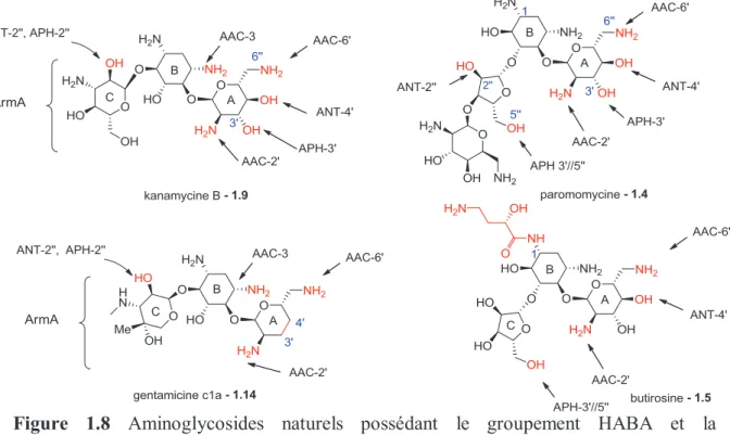 Figure 1.8 Aminoglycosides naturels possédant le groupement HABA et la  didésoxygénation et leur relation structure/substrat enzymatique 