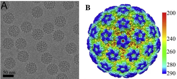 Figure 1 : A) Photo en microscopie électronique de particules virales d’HPV16.  