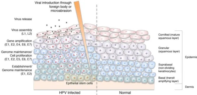 Figure 5 : Représentation schématique du cycle viral d’HPV en fonction des différentes couches de  l’épithélium malpighien, d’après J.S