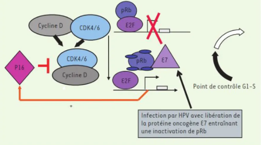 Figure 6 : Action de l’oncoprotéine virale E7 sur les acteurs du cycle cellulaire, d’après Badoual et al  [ 32 ] 