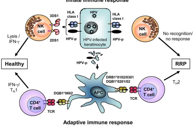 Figure 8: Modèle de l’échappement de l’infection HPV à la réponse immunitaire dans la PRR d'après  Bonagura [76]