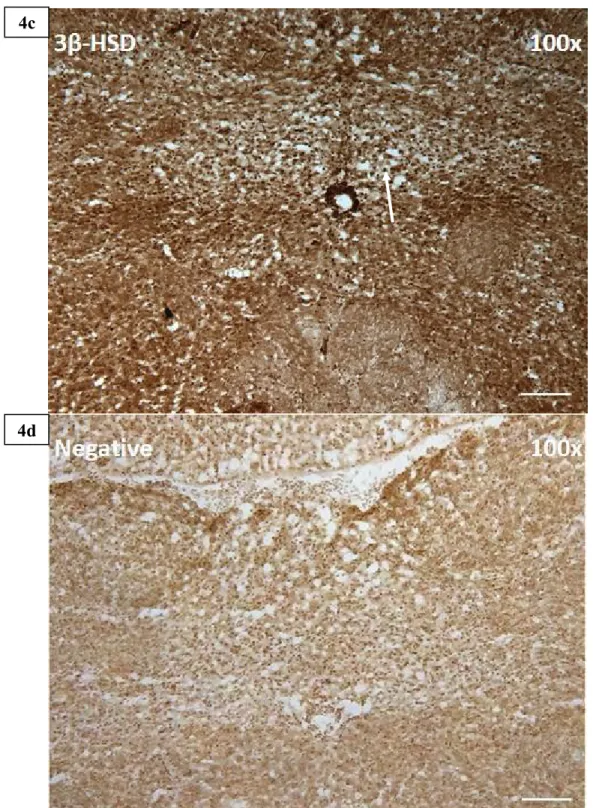 Figure 4 –  Immunohistoche mistry  of mPRβ  and  3β-HSD in the caudal  region  of the  brainstem  approximately  coinciding  with  bregma  -7.76mm  after 36 hours  incubation  with  secondary antibody