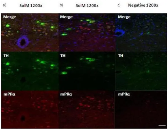 Figure  5  –  Immunohistochemistry  for  mPRβ  in  the  rostral  region  of  the  adult  mouse  brainstem