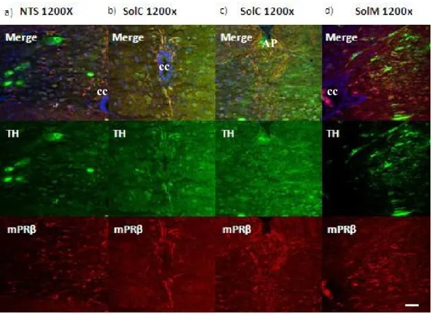 Figure  9  –  Double  Immunofluorescence  for  mPRβ  and  TH  in  the  caudal  region  of  the  adult  mouse  brainstem  between  bregma  –  7.56  mm  and  –  7.76  mm