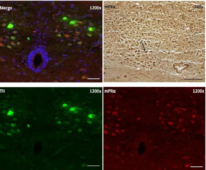 Figure 12 –  Expression  of mPRα  in immunohistoche mical  and immunofluorescence  analysis