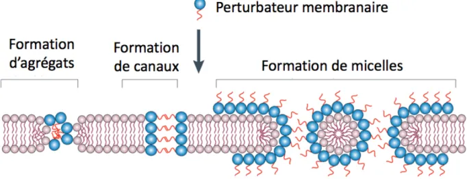 Figure 1.8. Mécanisme d’action des agents perturbateurs de la membrane. Copyright 2011,  avec la permission de Macmillan Publishers Limited