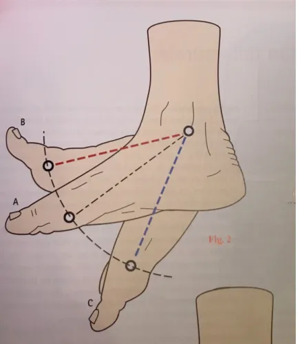 Figure 1 : Flexion-Extension de la cheville selon Kapandji  (8)