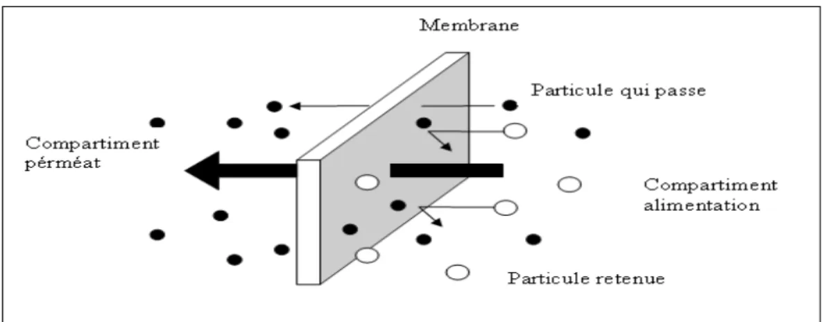 Figure 1.3 Membrane sélective  