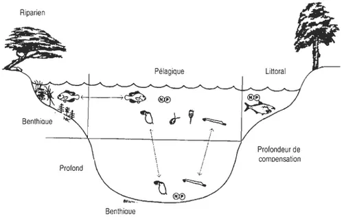 Figure  2.  Schéma  d' un  lac  comme  étant  un  système  qui  intègre  plusieurs  habitats
