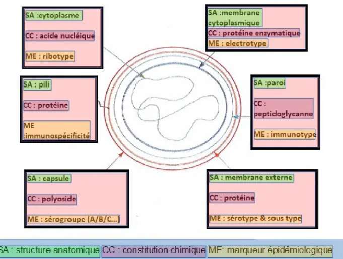 Illustration 1: Structure et marqueurs épidémiologiques du méningocoque du sérogroupe C 