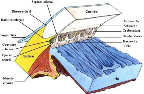 Figure 1: Représentation de l'angle irido-cornéen. (Avec l’autorisation de l’auteur) 