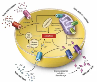 Figure 3 : principales voies d’apoptose au cours de la mort des cellules ganglionnaires  rétiniennes