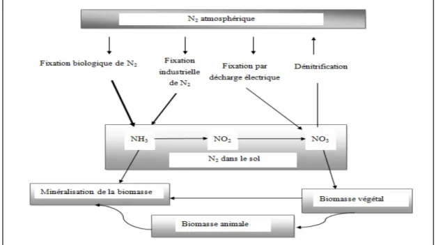 Figure 1.2 Cycle de l'azote. 