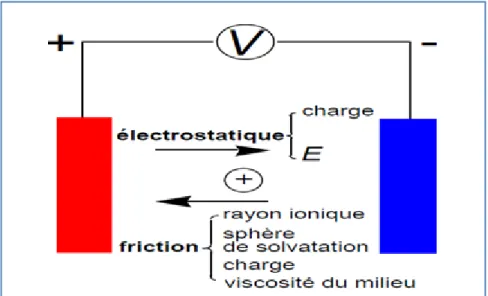 Figure 1.5 Forces qui influent le déplacement des ions. 