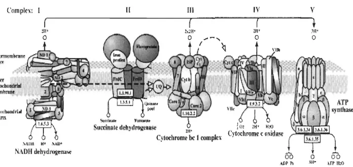 Fig.  1. Chaîne de transport des électrons dans  la membrane interne mitochondriale (Tiré  de Mandavi lli  et al,  2002) 