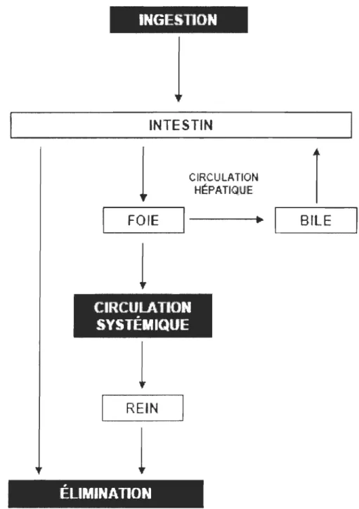 Figure 4  :  schéma général de la circulation possible pour un HAP ingéré par voie orale  (Ramesh et al., 2004)