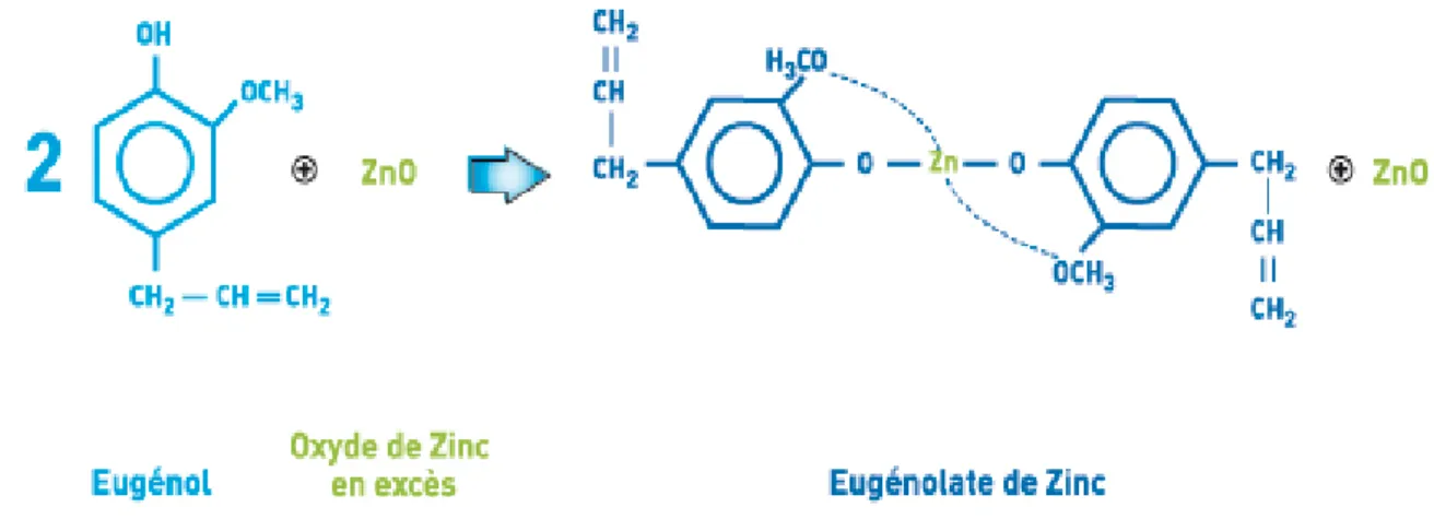 Figure 7 : Réaction de prise entre l’eugénol et l’oxyde de zinc 