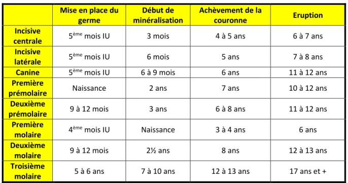 Tableau 22 : Table de minéralisation coronaire  Mise en place du  germe  Début de  minéralisation  Achèvement de la couronne  Eruption  Incisive 