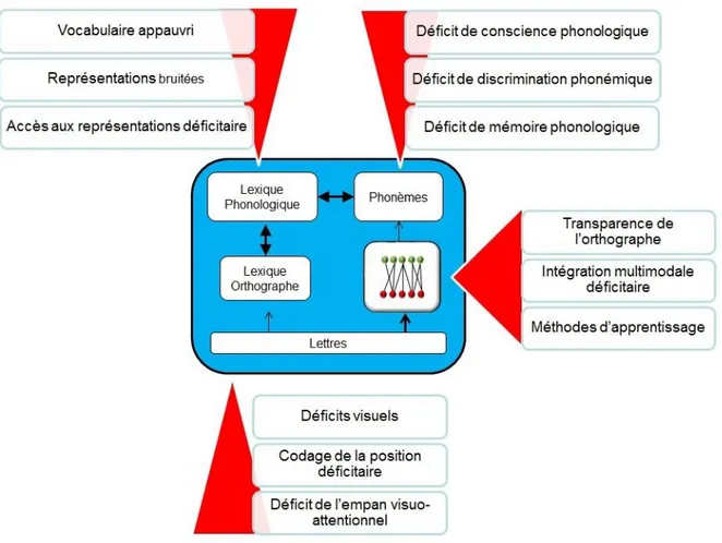 Figure 4. La nature multifactorielle de la dyslexie 