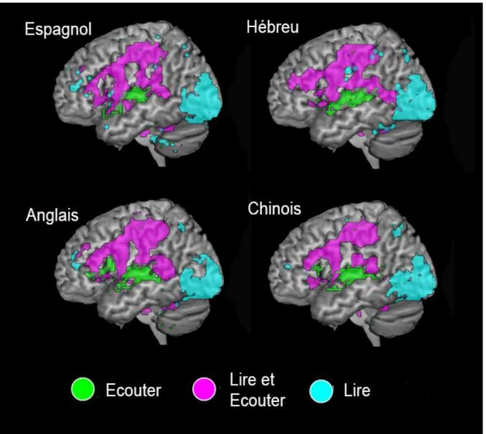 Figure 1. Quelles sont les régions cérébrales conjointement activées par le langage écrit et le langage  oral  ?  La  figure  présente  l’activation  cérébrale  de  l'hémisphère  gauche  lors  de  la  lecture  et  de  la  perception  de  la  parole  dans  
