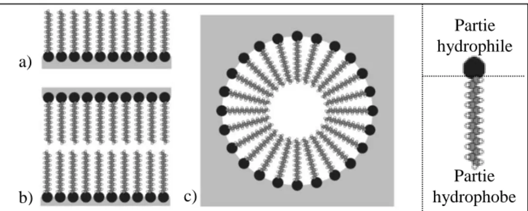 Figure 2.7. Exemples de systèmes formés : a) agrégat lamellaire,  b) bicouche et c) micelle [43]