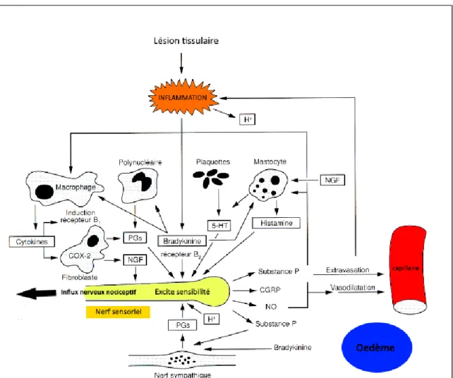 Figure 2 : Schéma des mécanismes de l’inflammation 