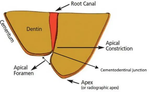 Figure 3 : Anatomie dentaire de la zone apicale 