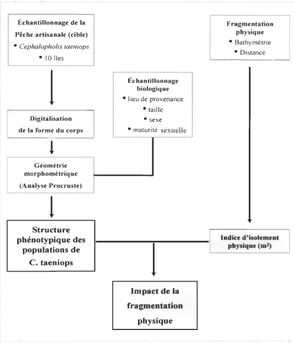 Figure  5-B  Diagramme  qui  résume  la  démarche  méthodologique  pour  la  caractérisation  phénotypique de l' archipel