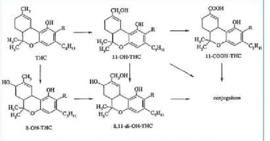 Figure 6 : métabolisme du tétrahydrocannabinol 29